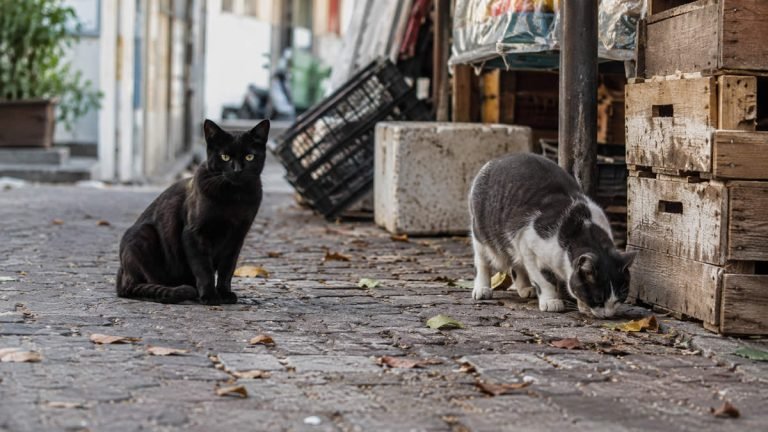 Photo de l’animal signalé