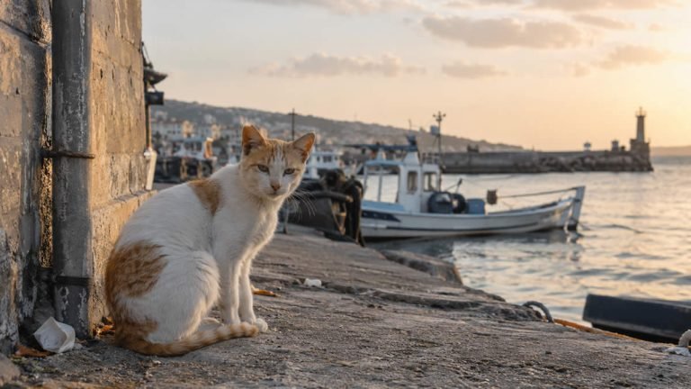 Photo de l’animal signalé